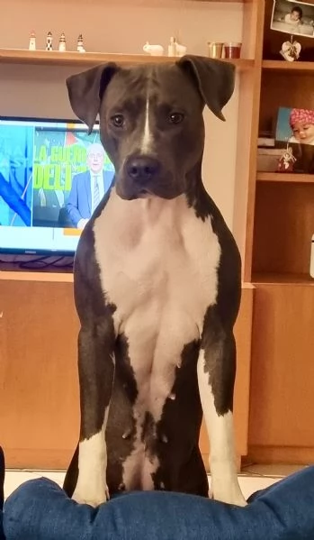 Cuccioli Amstaff blue | Foto 4