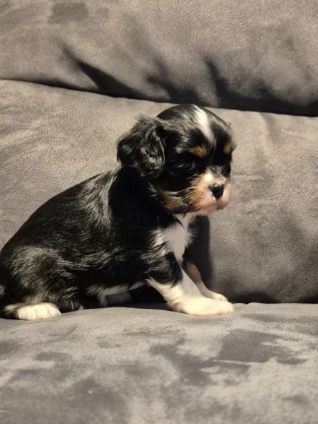 Cavalier king charles privato | Foto 3