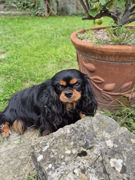 Cavalier king charles privato | Foto 1