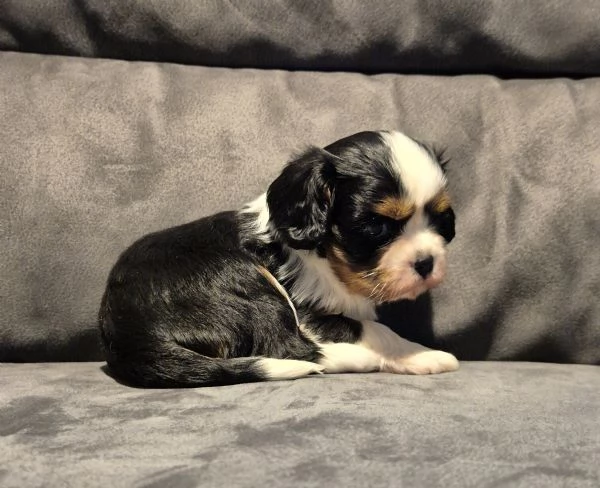 Cavalier king charles privato | Foto 0