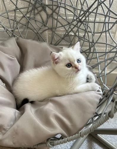 cucciolata di gattini British Shorthair