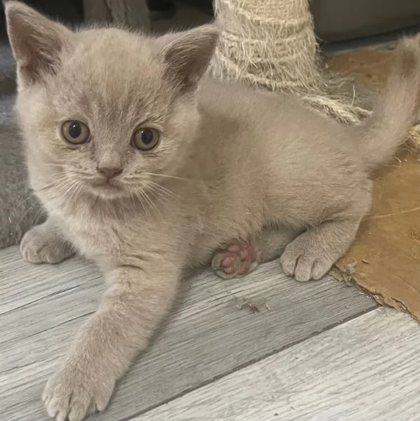 British shorthair  con pedigree