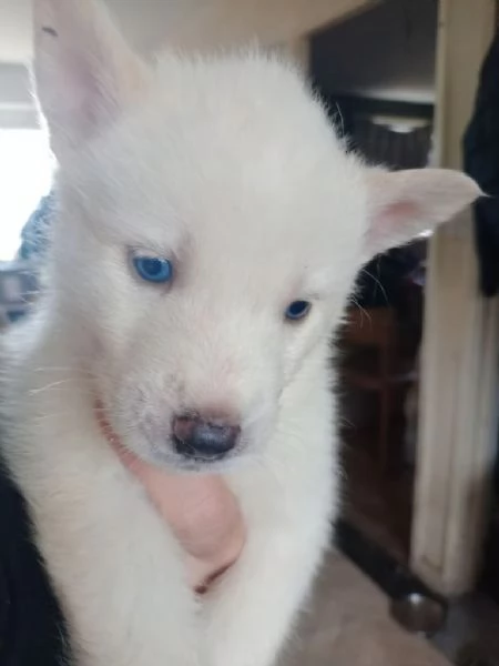 Siberian husky cucciolona con pedigree