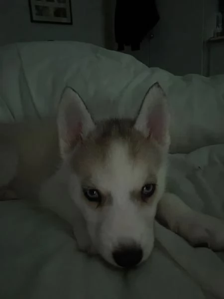 Incantevioli cuccioli di Siberian Husky | Foto 0