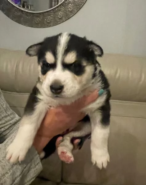  Cuccioli Husky stupendi | Foto 0