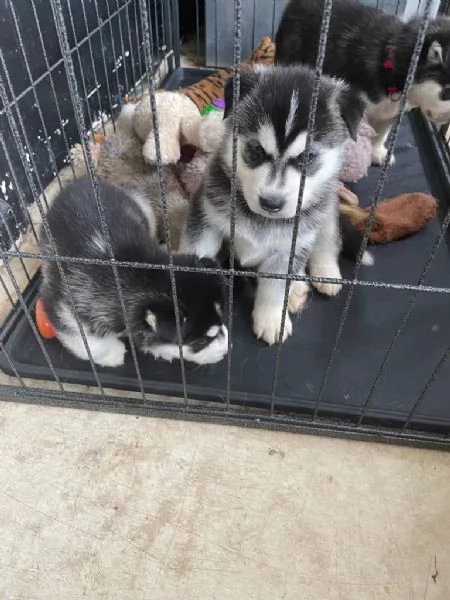 Husky cuccioli disponibili