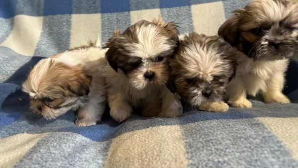 Cucciolo di shihtzu | Foto 0