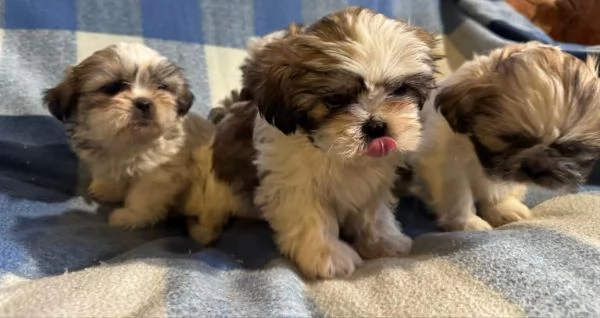 Cucciolo di shihtzu