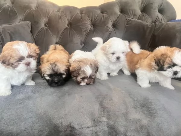 Cuccioli di shihtzu con pedigree