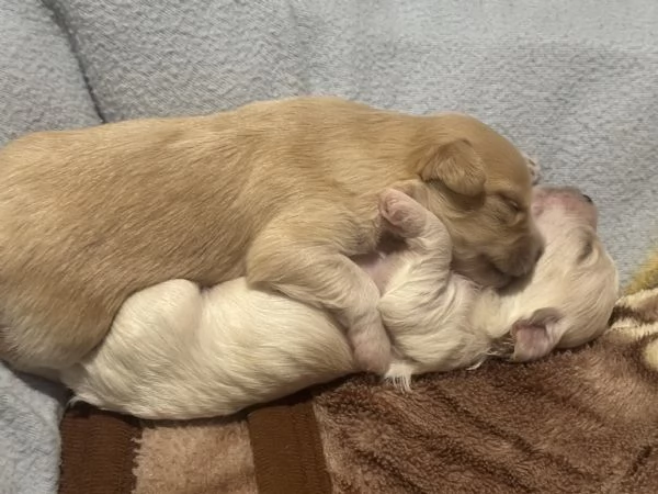 Cuccioli di maltesehavanese