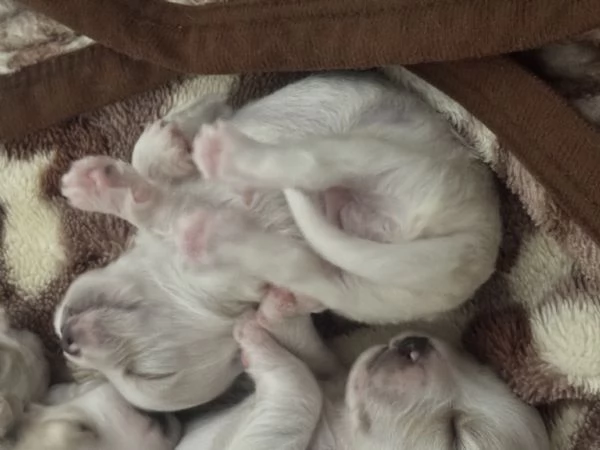 Cuccioli di maltesehavanese | Foto 6