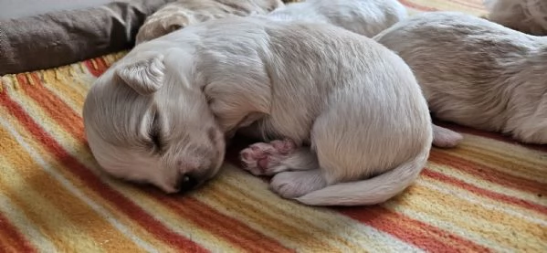 Cuccioli di maltesehavanese | Foto 0