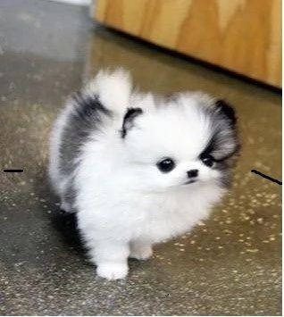 MINI cuccioli tipici della pomerania