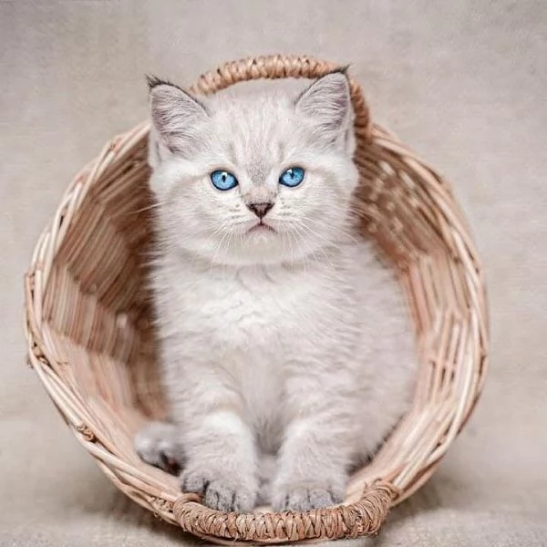 Adorabili gatti del Ragdoll 