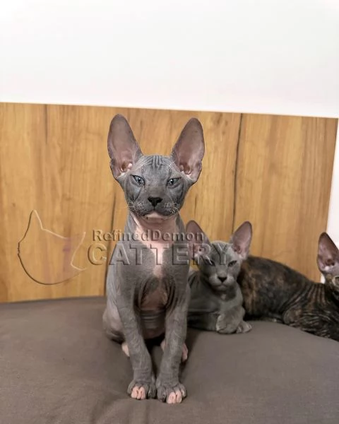 Gattini Don Sphynx con pedigree