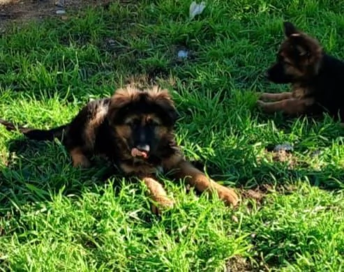 Cuccioli di pastore tedesco  | Foto 3