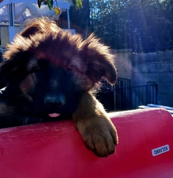 Cuccioli di pastore tedesco  | Foto 0