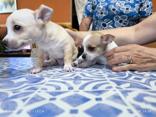 Chiuhuahua incrocio pincher 200 trattabili | Foto 4