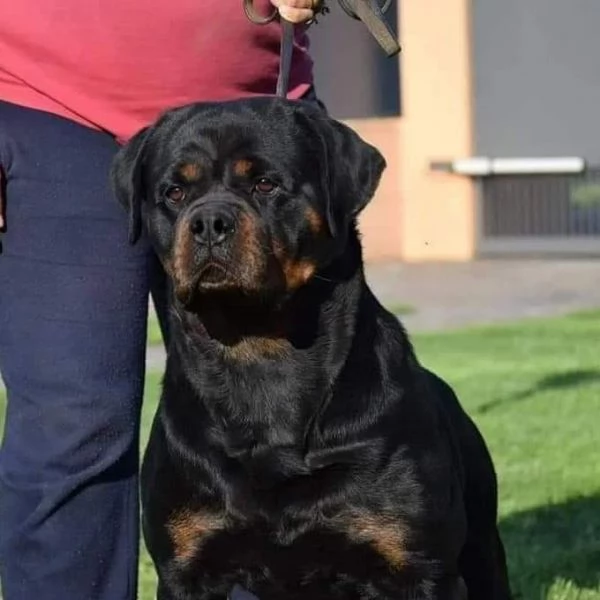 Cuccioli Rottweiler Alta Genealogia | Foto 3