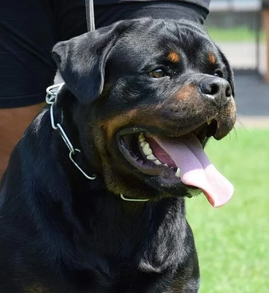 Cuccioli Rottweiler Alta Genealogia | Foto 2