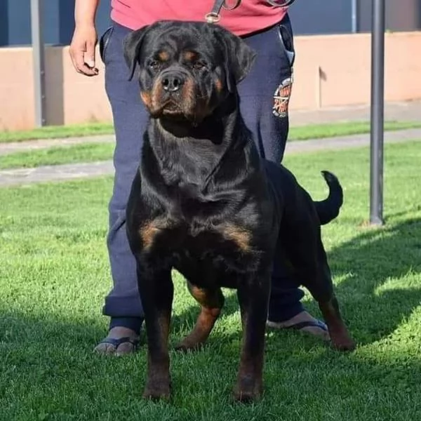 Cuccioli Rottweiler Alta Genealogia | Foto 1