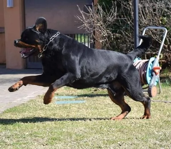 Cuccioli Rottweiler Alta Genealogia | Foto 0