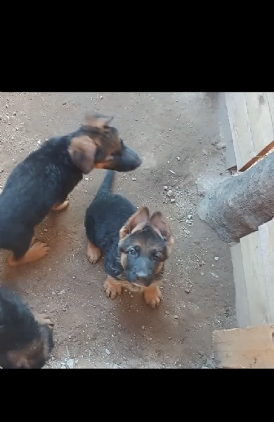 Vendesi Cuccioli di Pastore Tedesco 