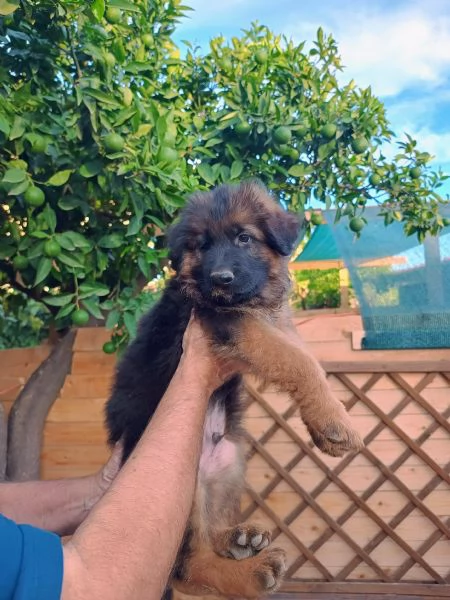 Vendesi Cuccioli di Pastore Tedesco  | Foto 3