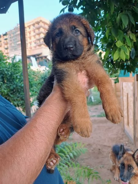 Vendesi Cuccioli di Pastore Tedesco  | Foto 2