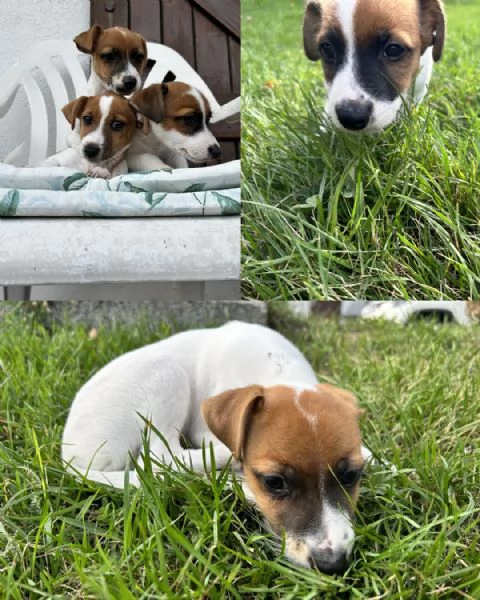 Disponibile Tre cuccioli di jack russell | Foto 0