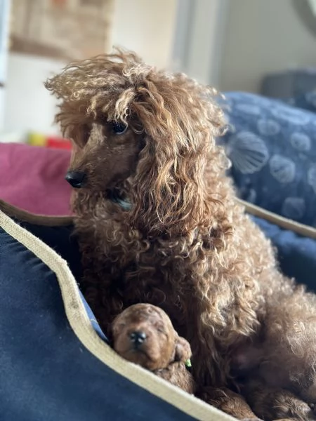 Cuccioli Barboncino toynano fulvi pedigree Enci | Foto 0