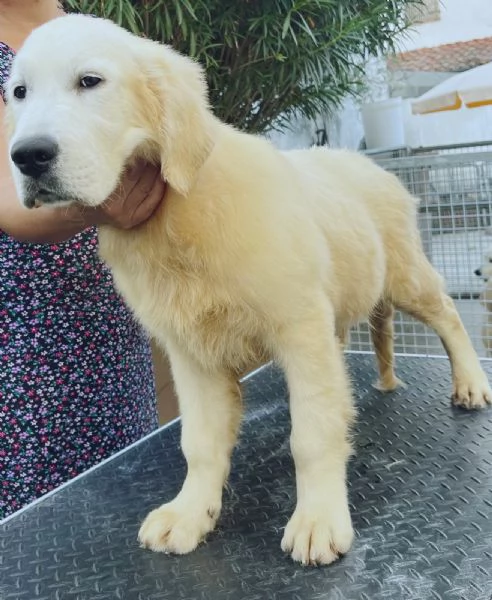 Cuccioli di golden retriever linea inglese con pedigree 