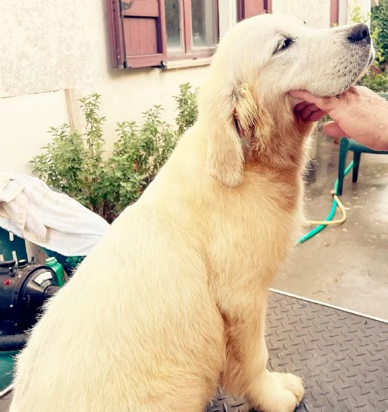 Cuccioli di golden retriever linea inglese con pedigree  | Foto 6