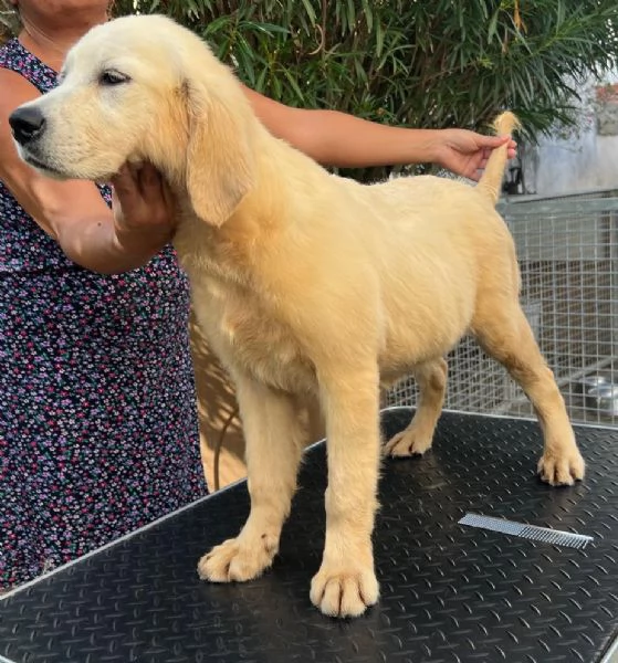 Cuccioli di golden retriever linea inglese con pedigree  | Foto 0