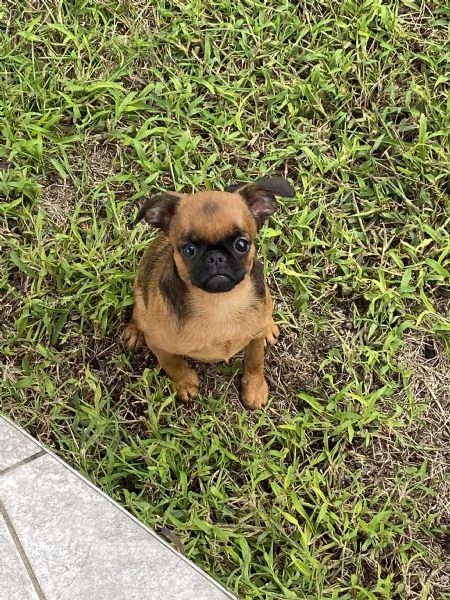 Cucciola di brabantino cerca una nuova casa  | Foto 3