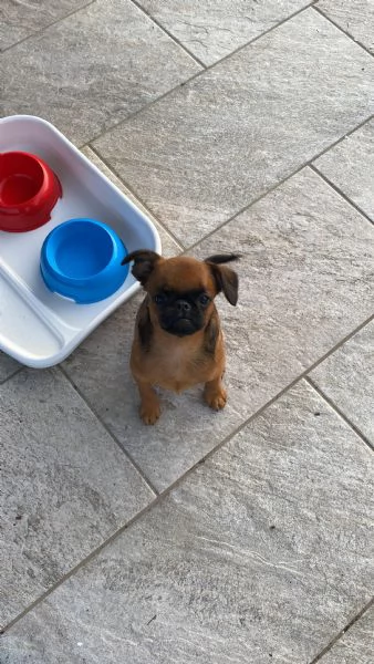 Cucciola di brabantino cerca una nuova casa  | Foto 0