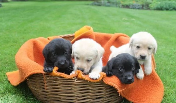 regala i nostri cuccioli di Labrador maschi e femmine | Foto 0