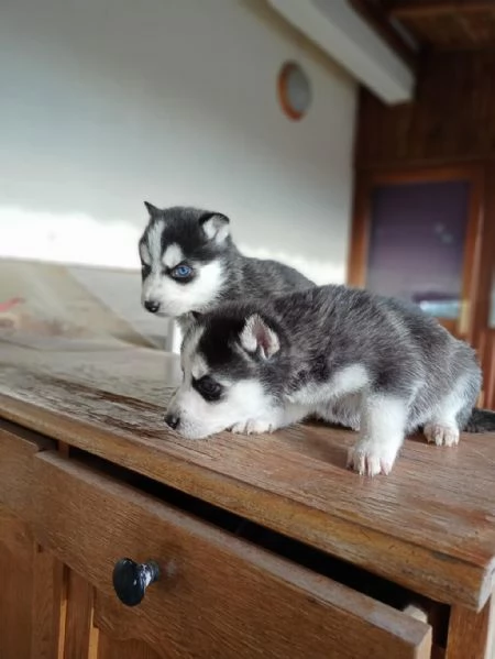 regala i nostri cuccioli di Husky maschi e femmine | Foto 2