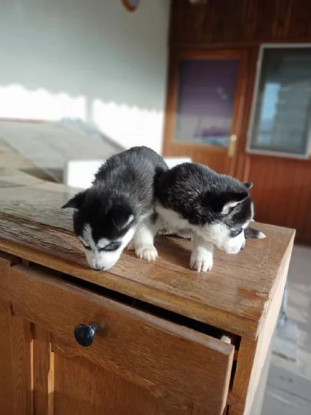 regala i nostri cuccioli di Husky maschi e femmine | Foto 1