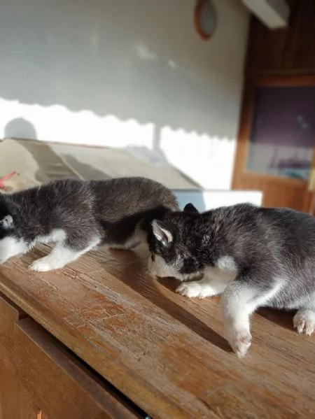 regala i nostri cuccioli di Husky maschi e femmine | Foto 0