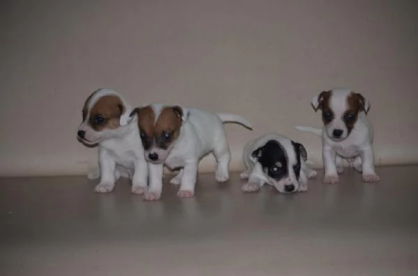 regala i nostri cuccioli di Jack Russelmaschi e femmine | Foto 0