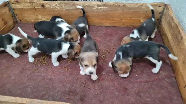 regala i nostri cuccioli di Beagle maschi e femmine | Foto 1