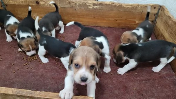 regala i nostri cuccioli di Beagle maschi e femmine