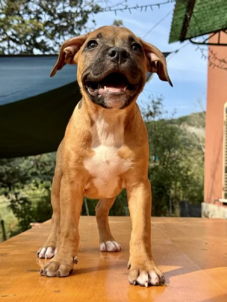 Disponibili Cuccioli di American Pitbull Terrier UKC  | Foto 6