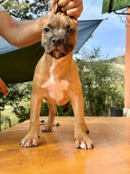 Disponibili Cuccioli di American Pitbull Terrier UKC  | Foto 1