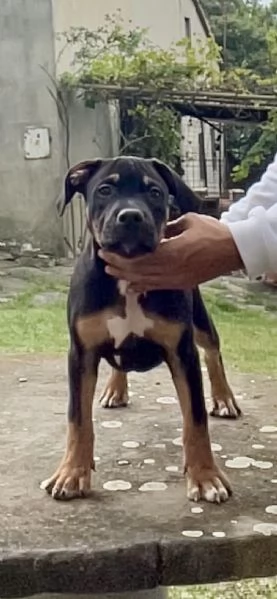 Disponibili Cuccioli di American Pitbull Terrier UKC  | Foto 0