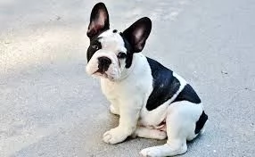 Bouledogue 