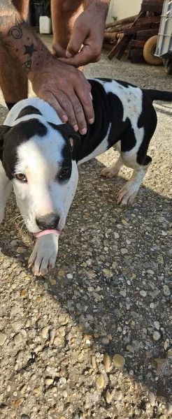 Amstaff Puro femmina 