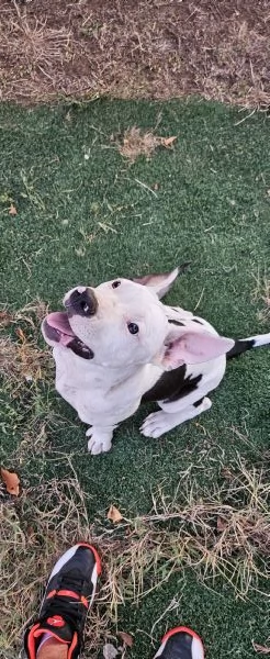 Amstaff Puro maschio 