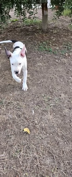 Amstaff Puro maschio  | Foto 0